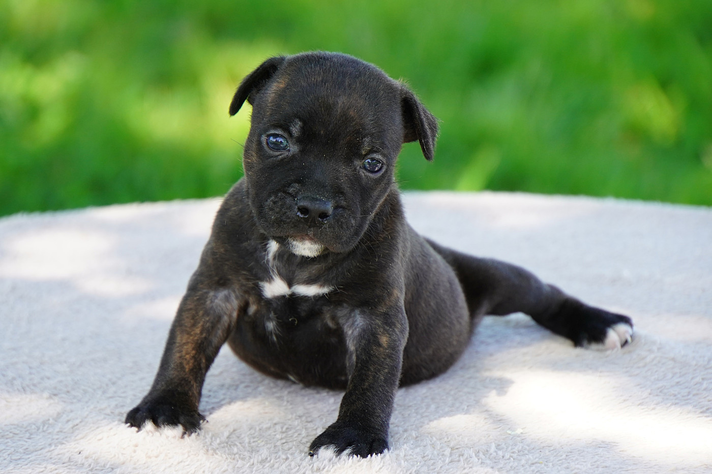 Forgiveness American Dog - Chiots disponibles - Staffordshire Bull Terrier