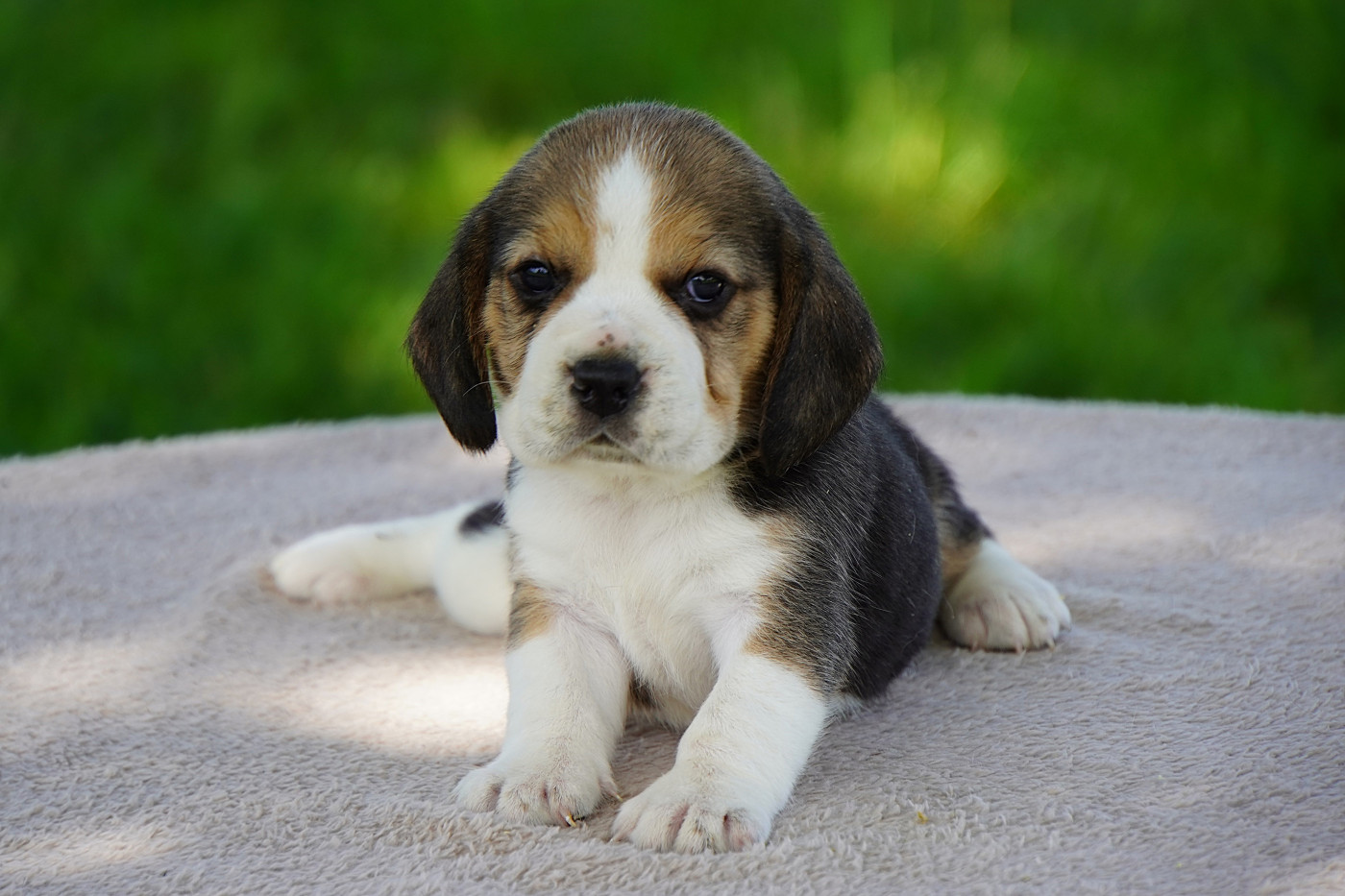 Chiot Beagle Forgiveness American Dog