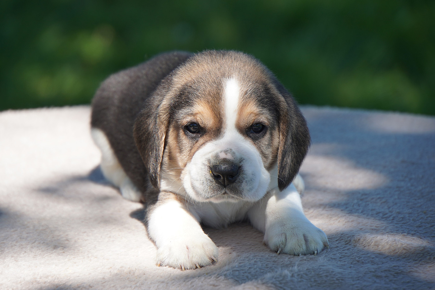 Forgiveness American Dog - Chiots disponibles - Beagle