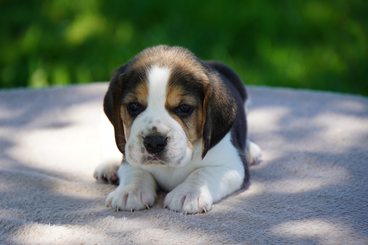 Forgiveness American Dog - Chiots disponibles - Beagle