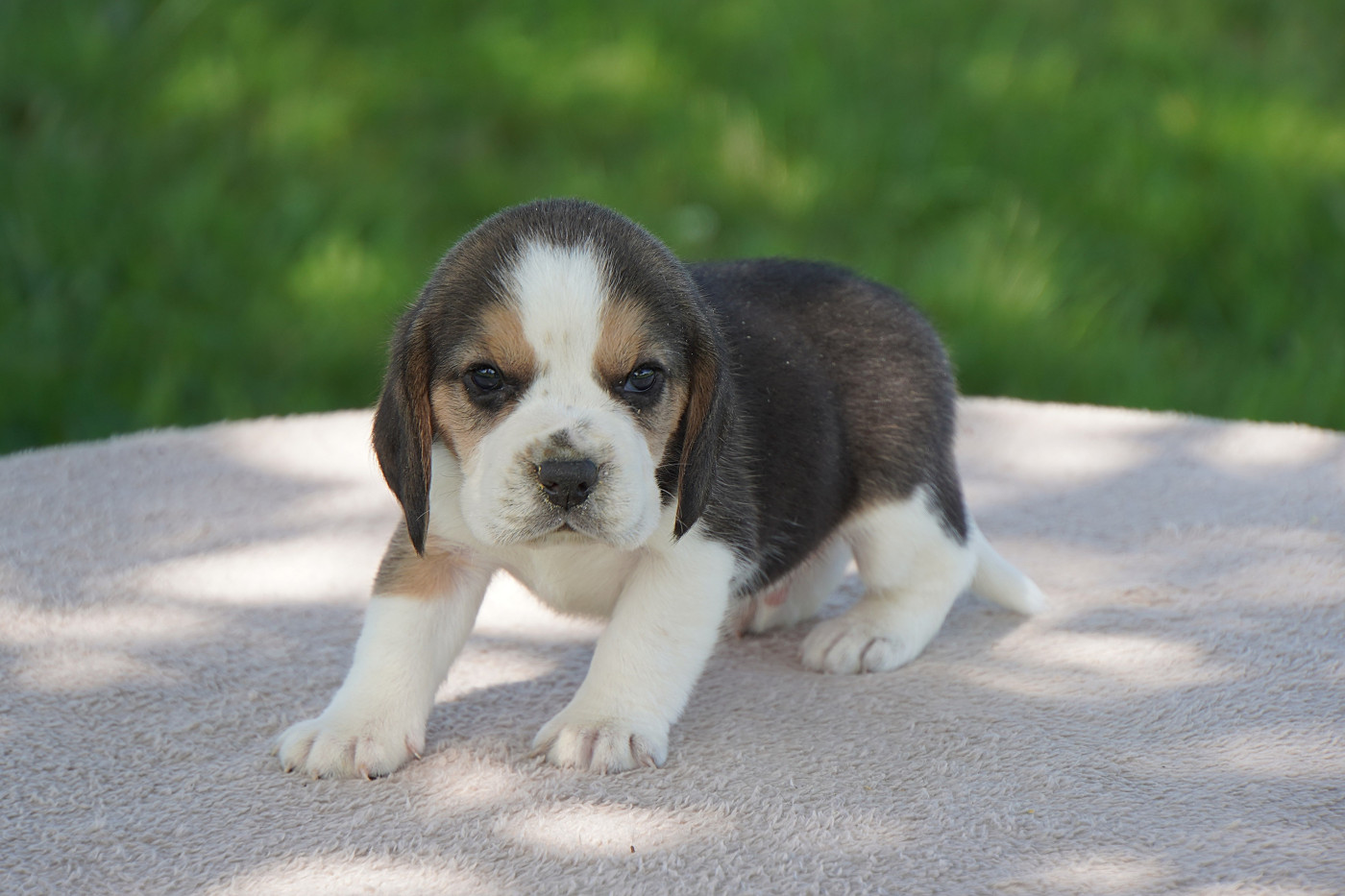 Forgiveness American Dog - Chiots disponibles - Beagle