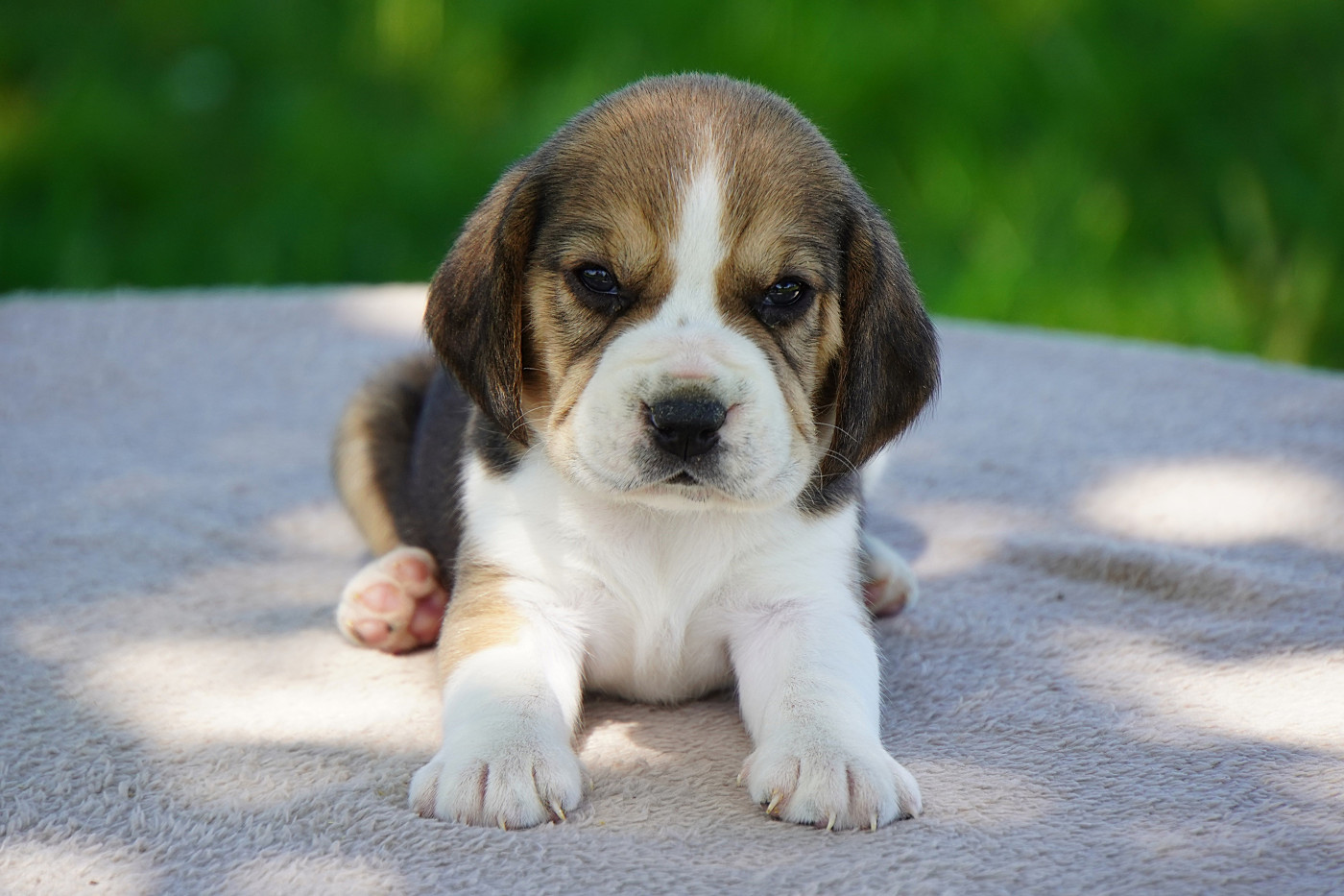 Forgiveness American Dog - Chiots disponibles - Beagle