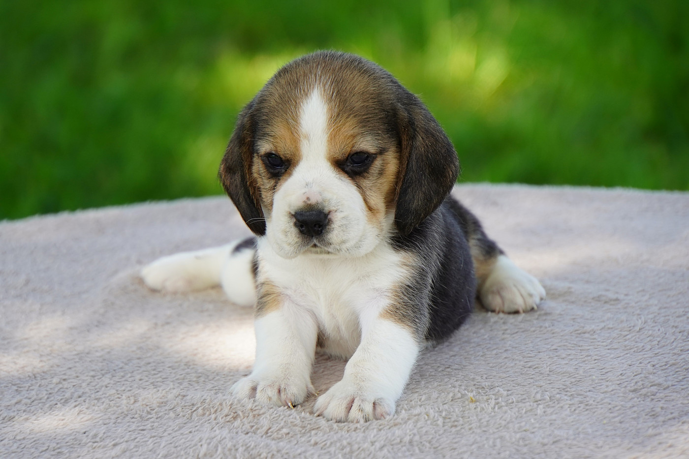 Forgiveness American Dog - Chiots disponibles - Beagle