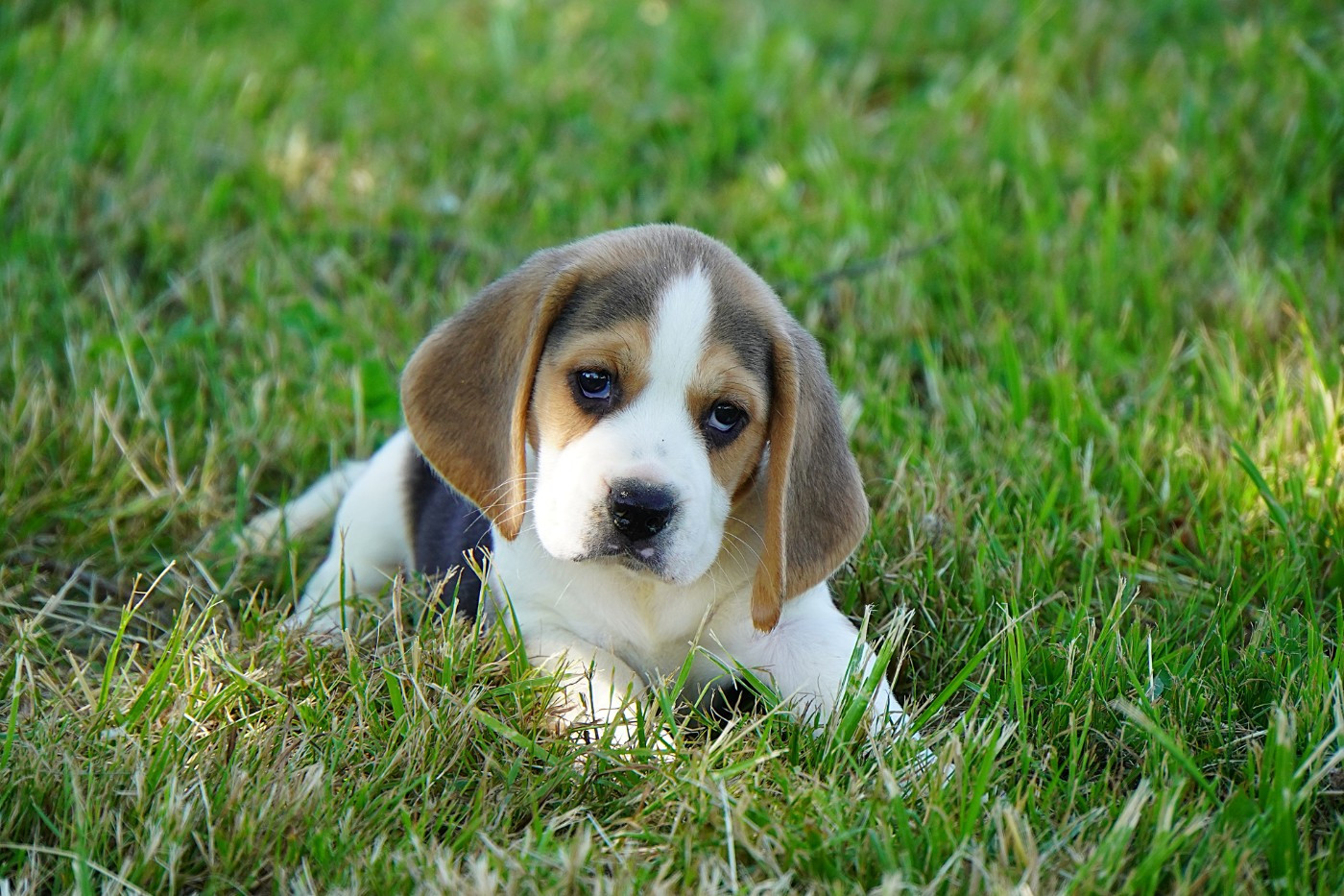 Forgiveness American Dog - Chiots disponibles - Beagle