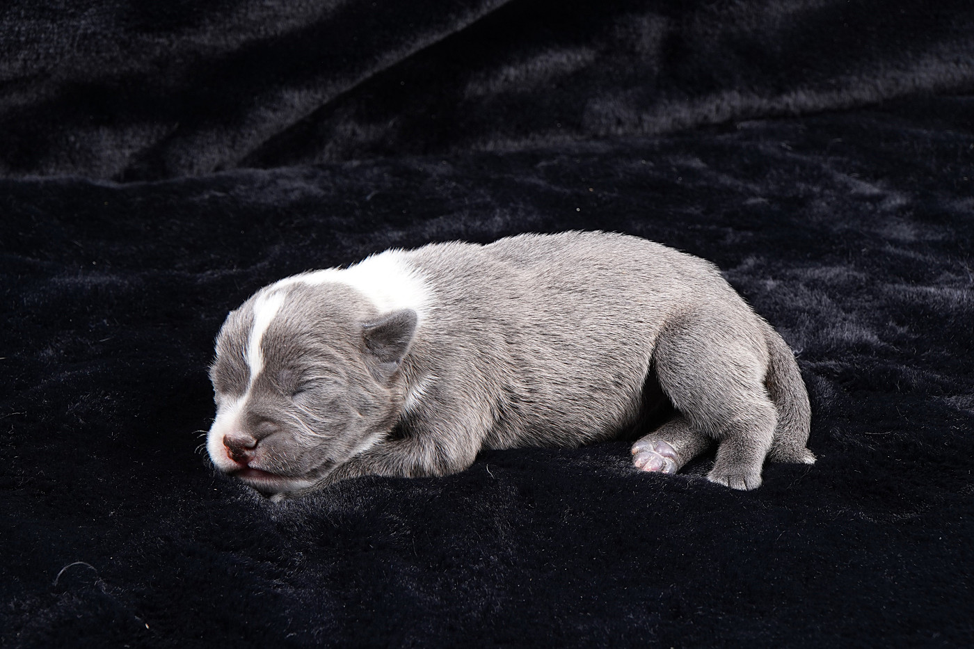 Forgiveness American Dog - Chiots disponibles - Staffordshire Bull Terrier