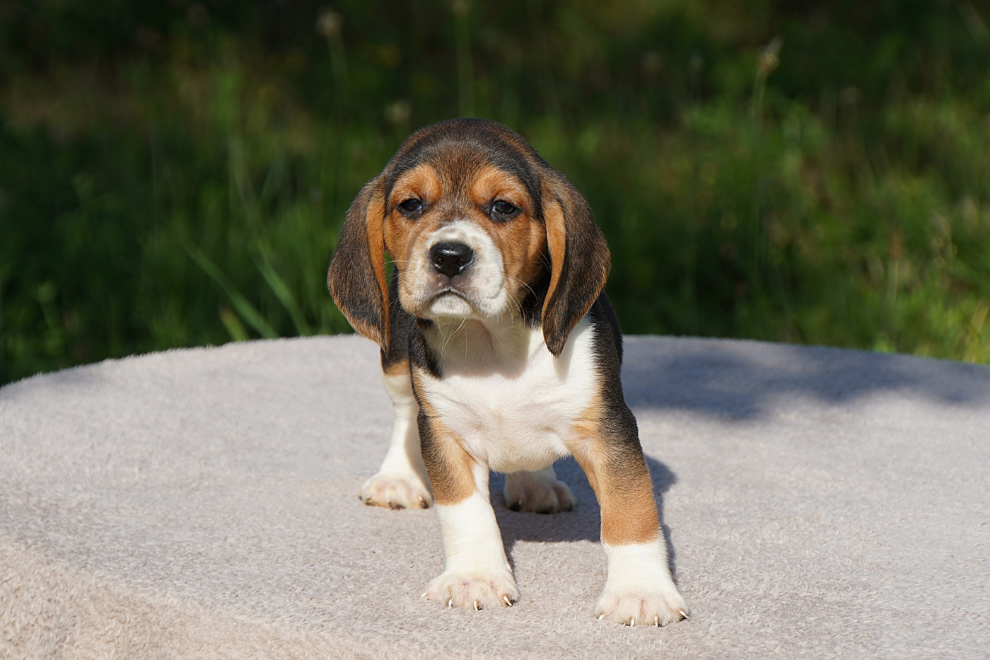 Chiot Beagle Forgiveness American Dog