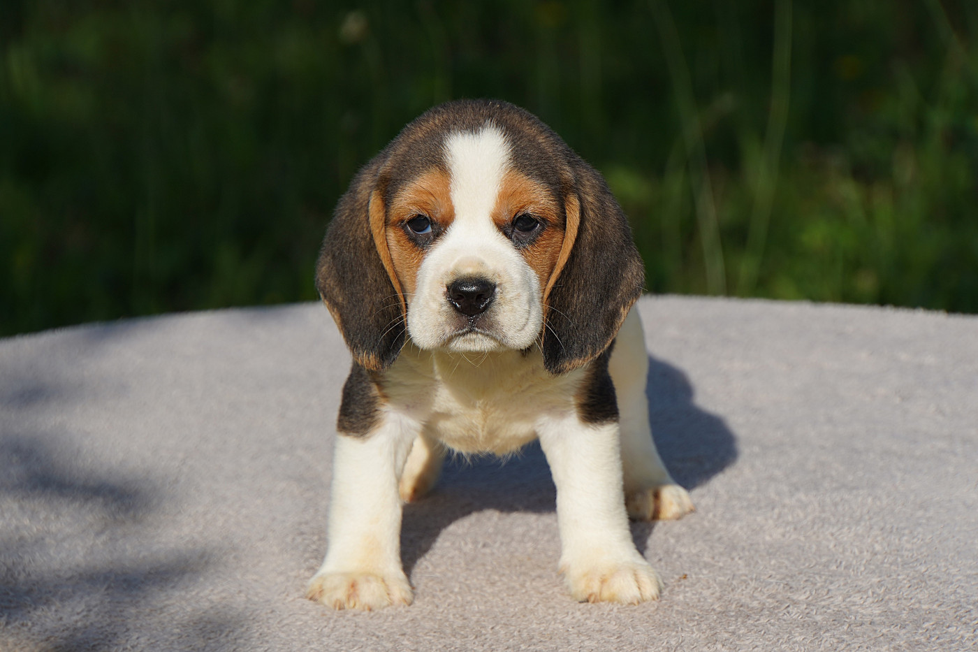 Forgiveness American Dog - Chiots disponibles - Beagle