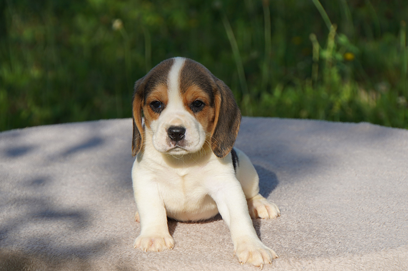 Forgiveness American Dog - Chiots disponibles - Beagle