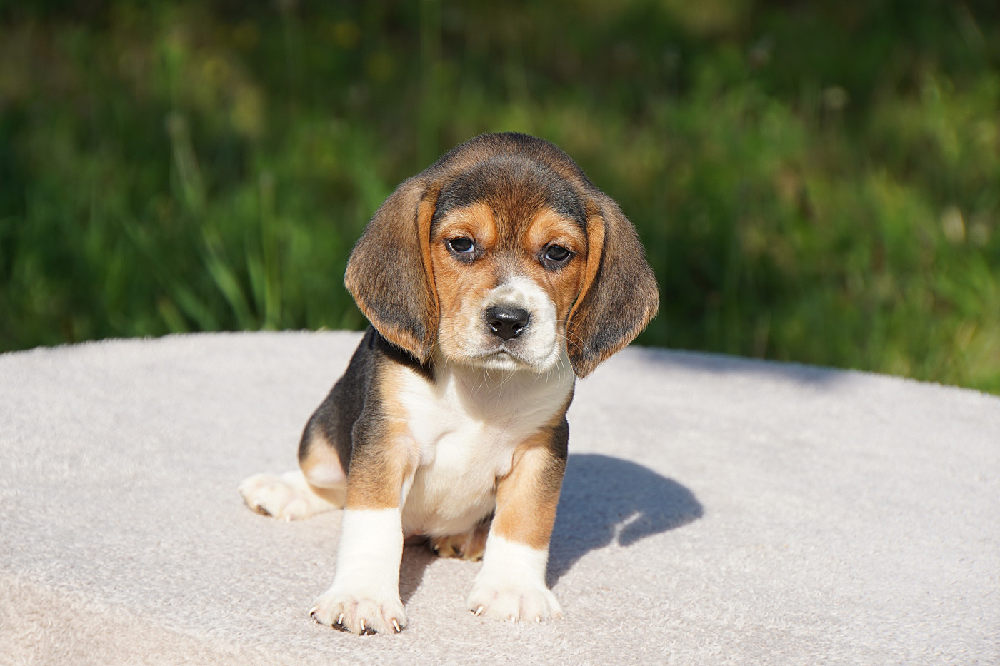 Forgiveness American Dog - Chiots disponibles - Beagle
