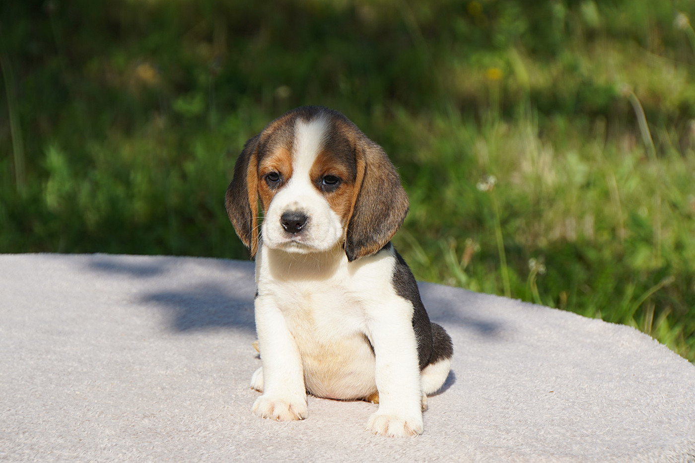 Forgiveness American Dog - Chiots disponibles - Beagle