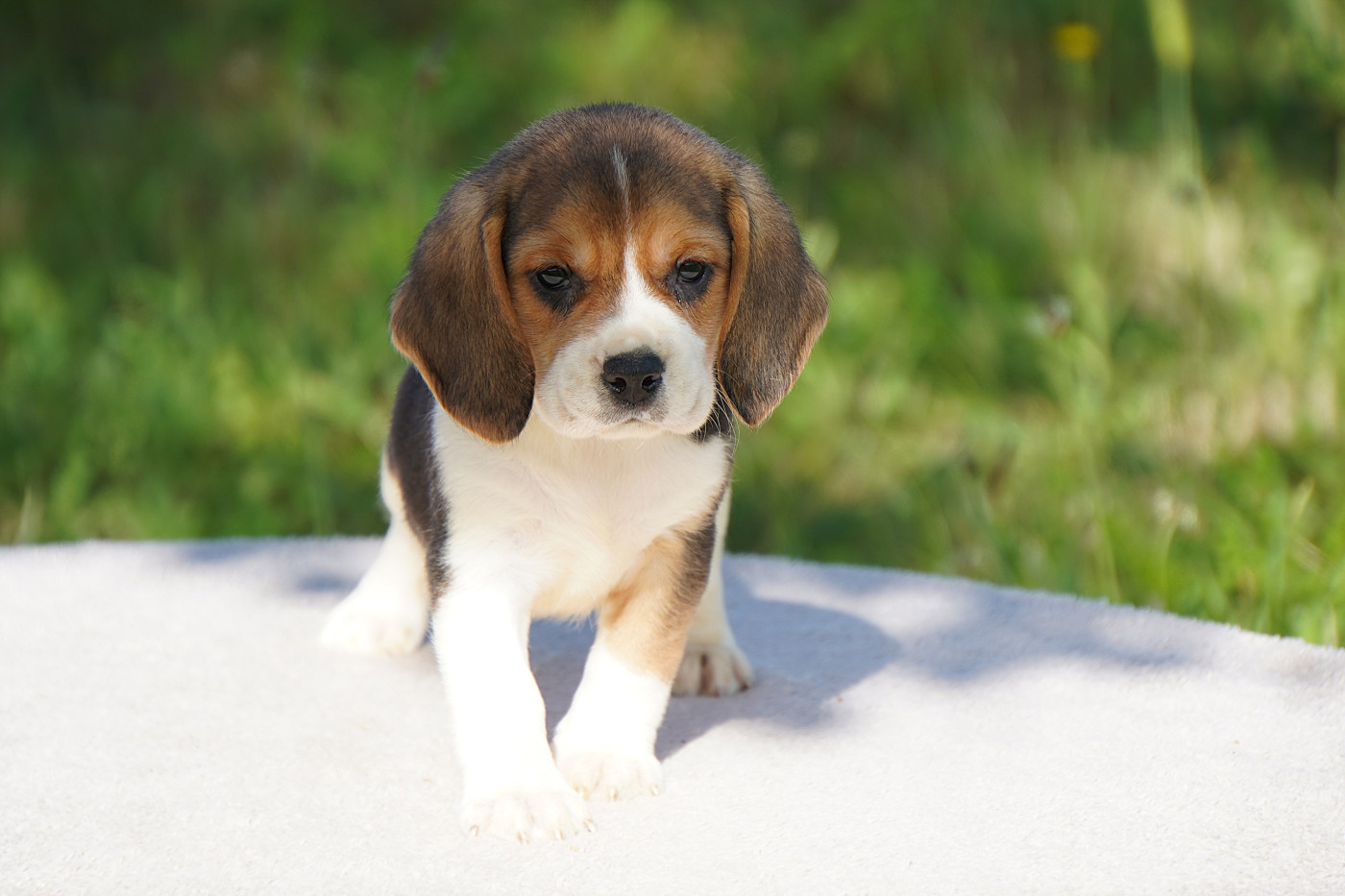 Forgiveness American Dog - Chiots disponibles - Beagle