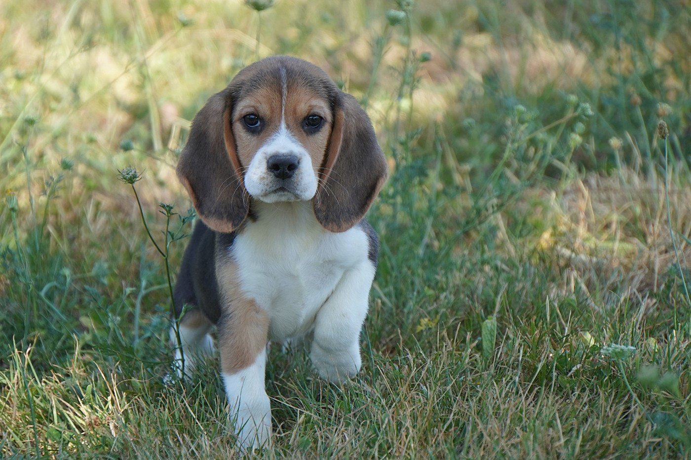 Forgiveness American Dog - Chiots disponibles - Beagle