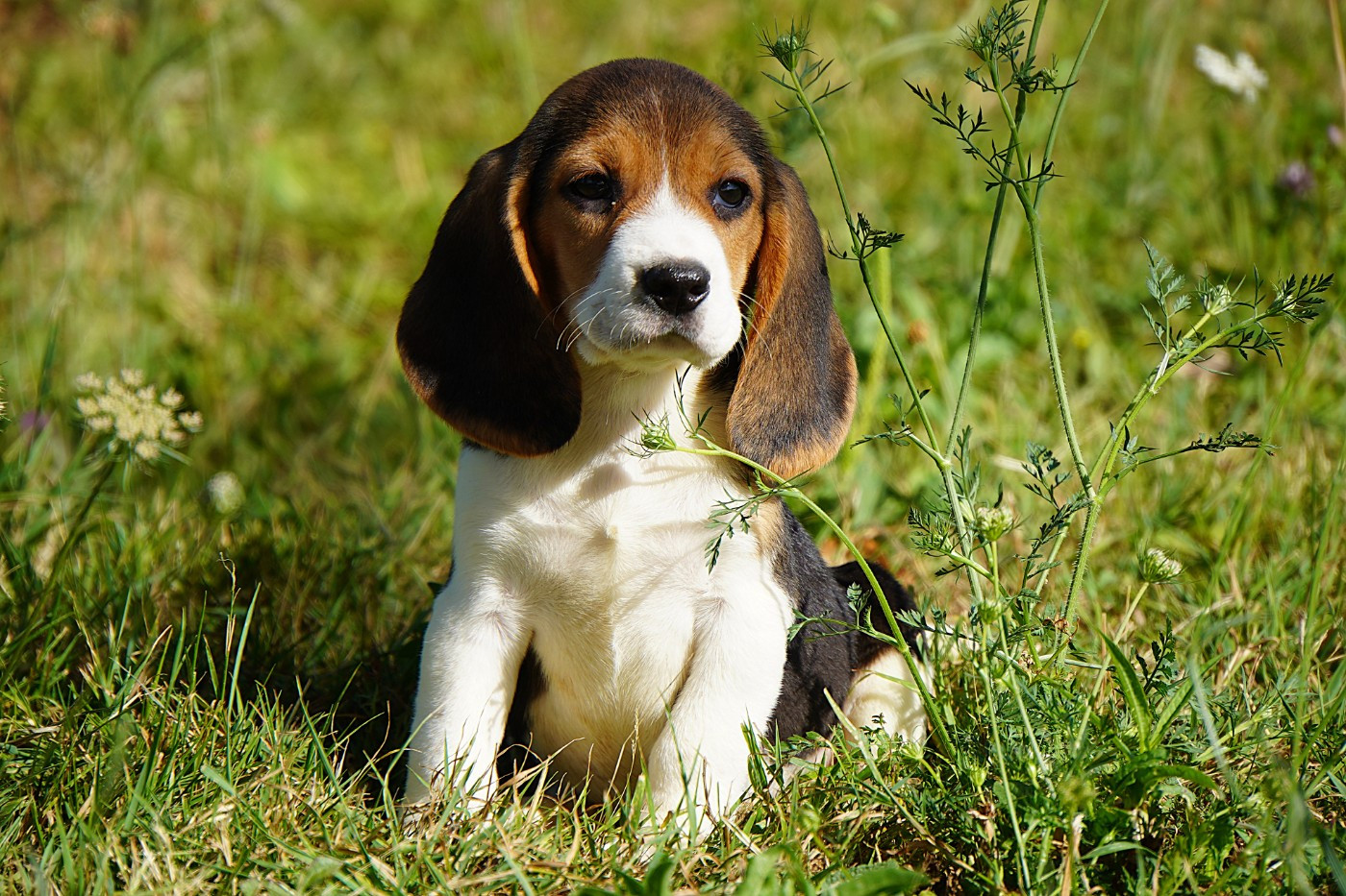 Forgiveness American Dog - Chiots disponibles - Beagle