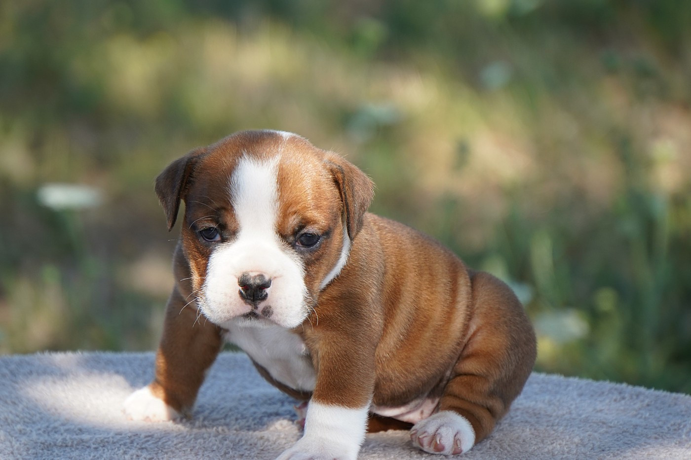 Forgiveness American Dog - Chiots disponibles - Bulldog continental