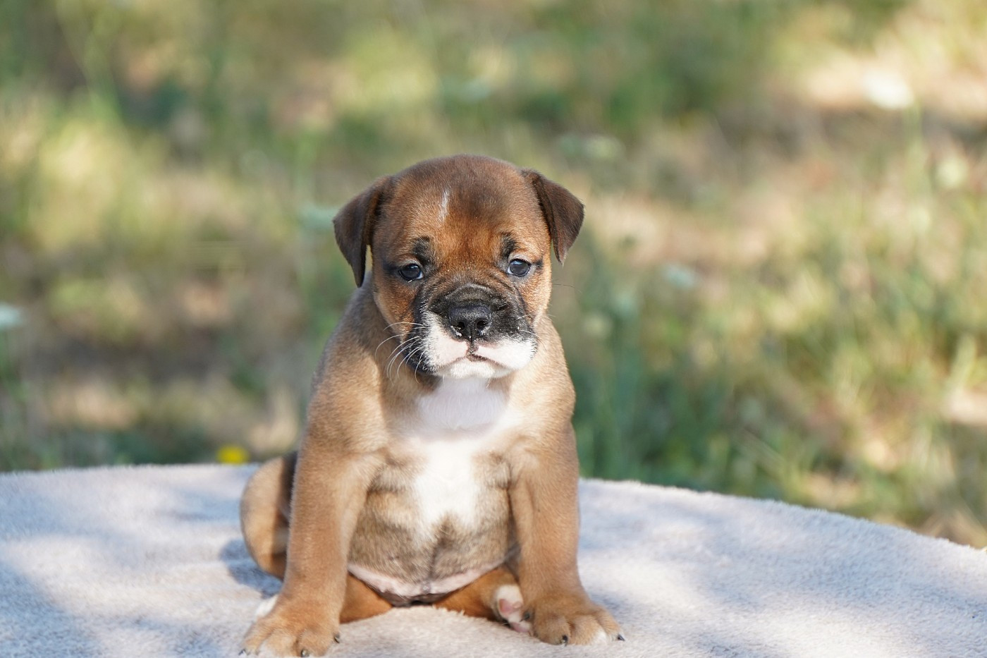 Forgiveness American Dog - Chiots disponibles - Bulldog continental