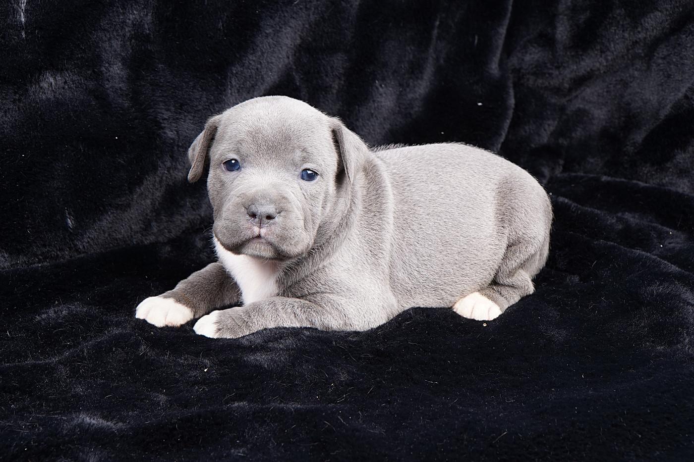 Chiot Staffordshire Bull Terrier Forgiveness American Dog