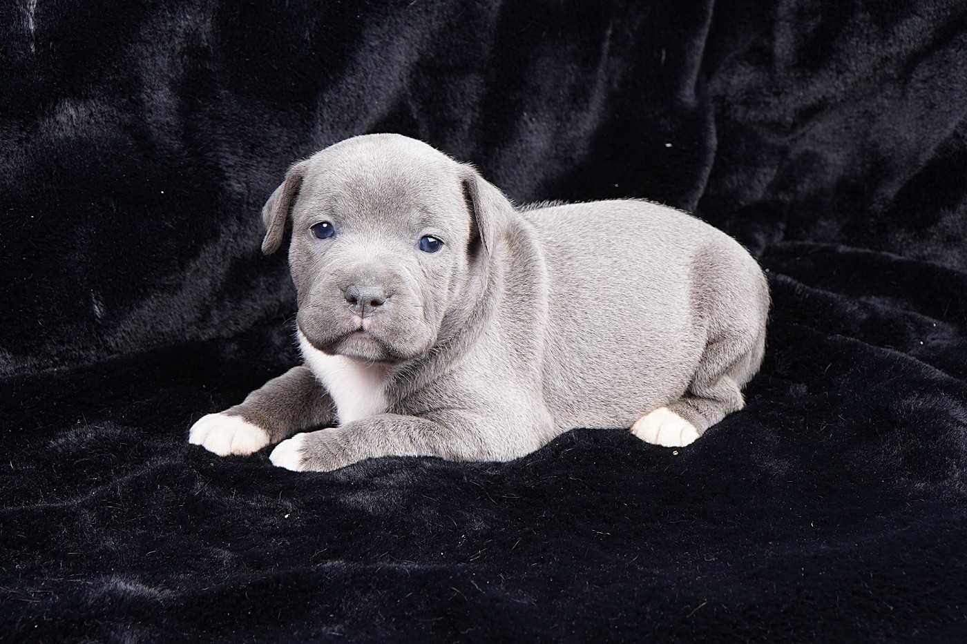 Forgiveness American Dog - Chiots disponibles - Staffordshire Bull Terrier