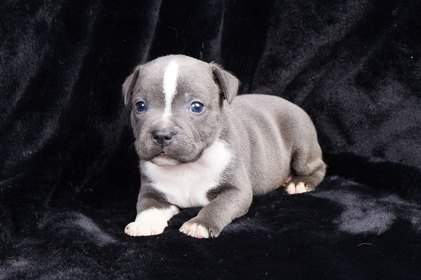 Forgiveness American Dog - Chiots disponibles - Staffordshire Bull Terrier