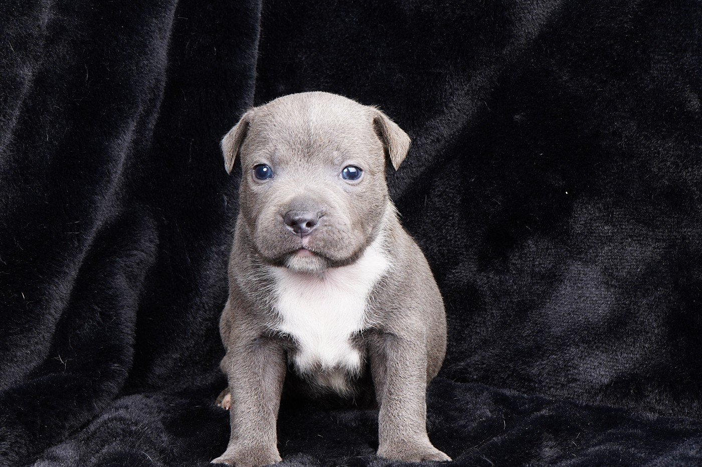 Forgiveness American Dog - Chiots disponibles - Staffordshire Bull Terrier