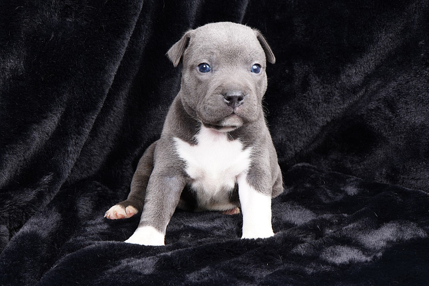 Forgiveness American Dog - Chiots disponibles - Staffordshire Bull Terrier