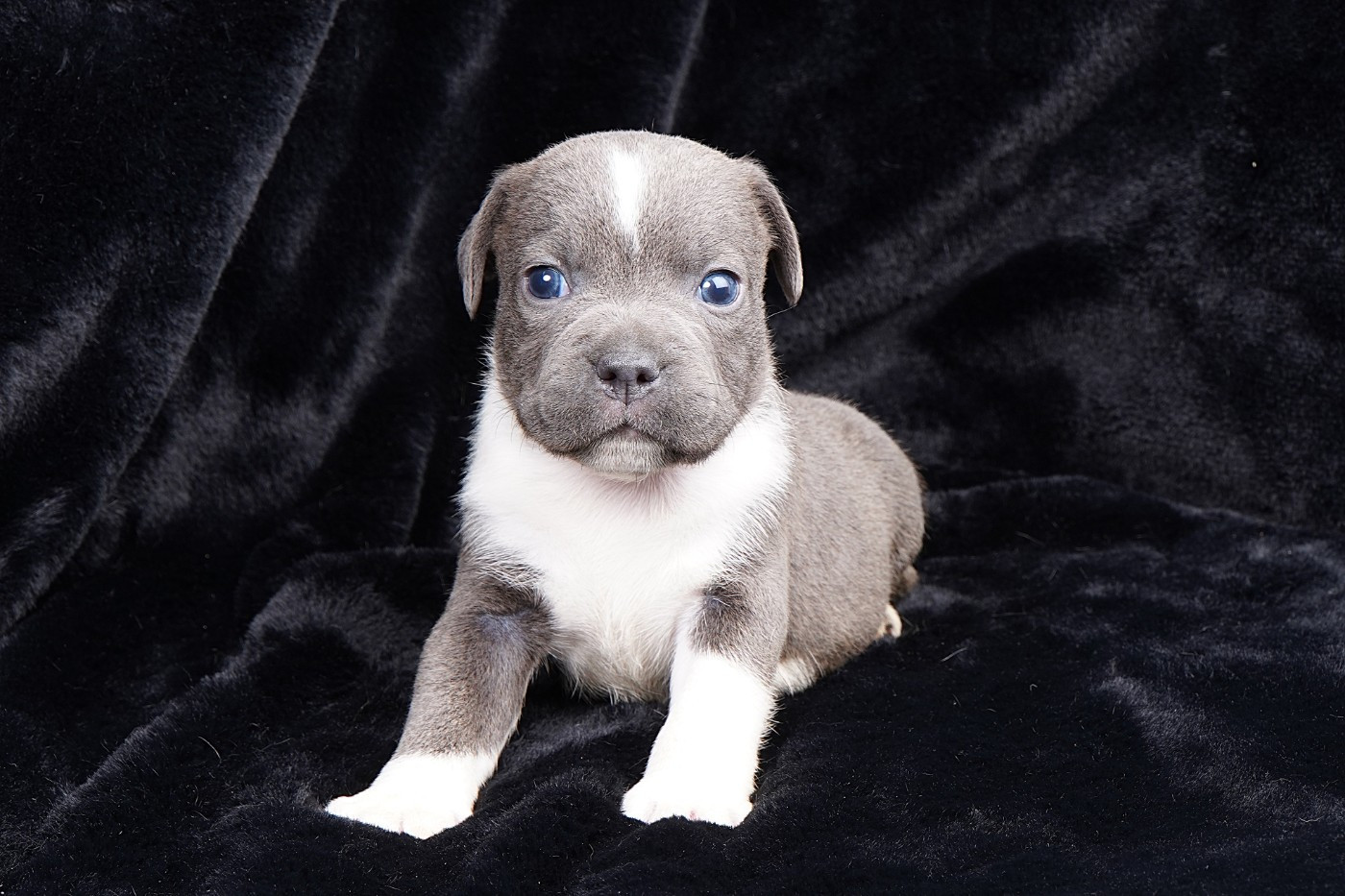 Forgiveness American Dog - Chiots disponibles - Staffordshire Bull Terrier