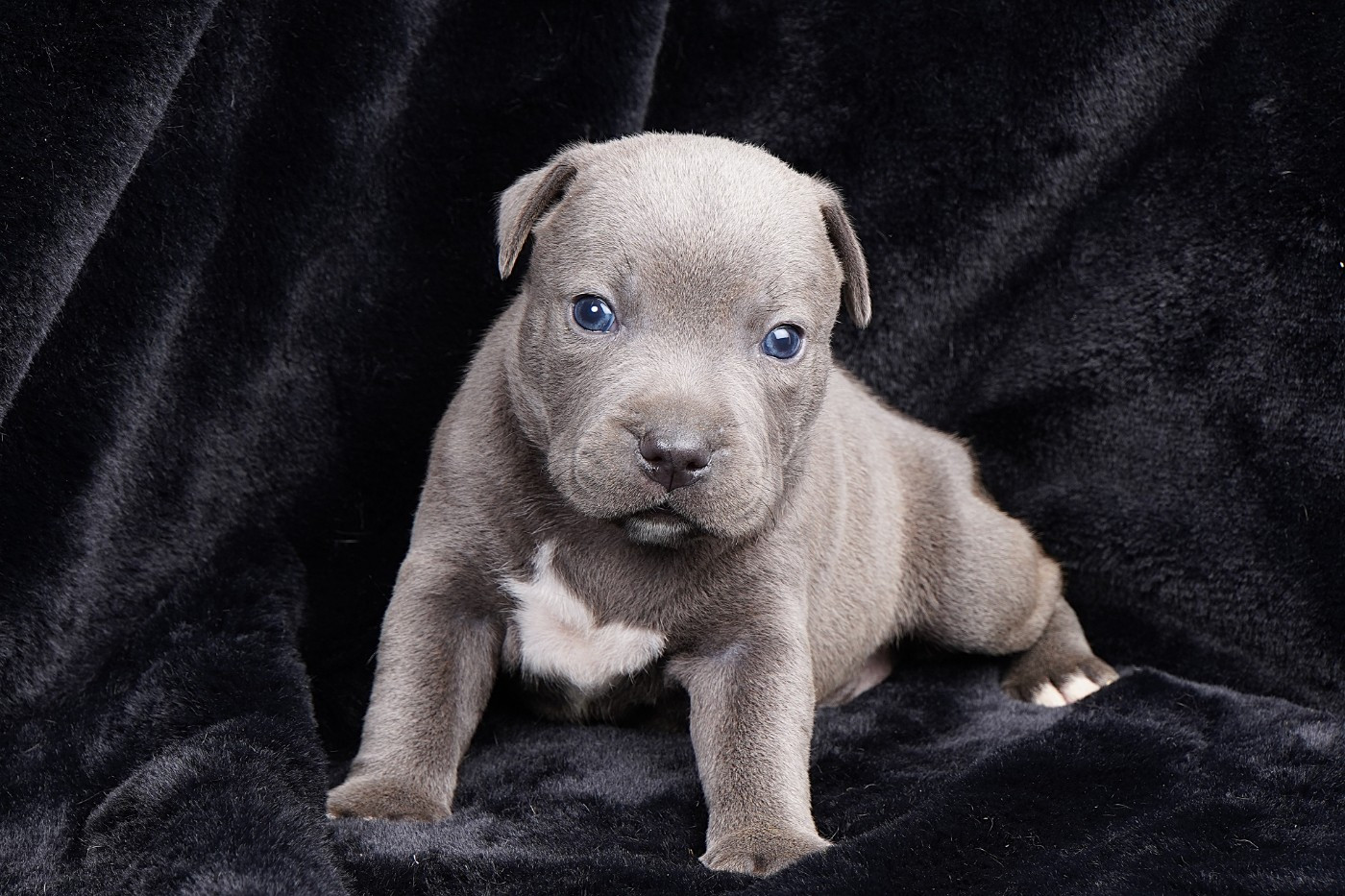 Forgiveness American Dog - Chiots disponibles - Staffordshire Bull Terrier