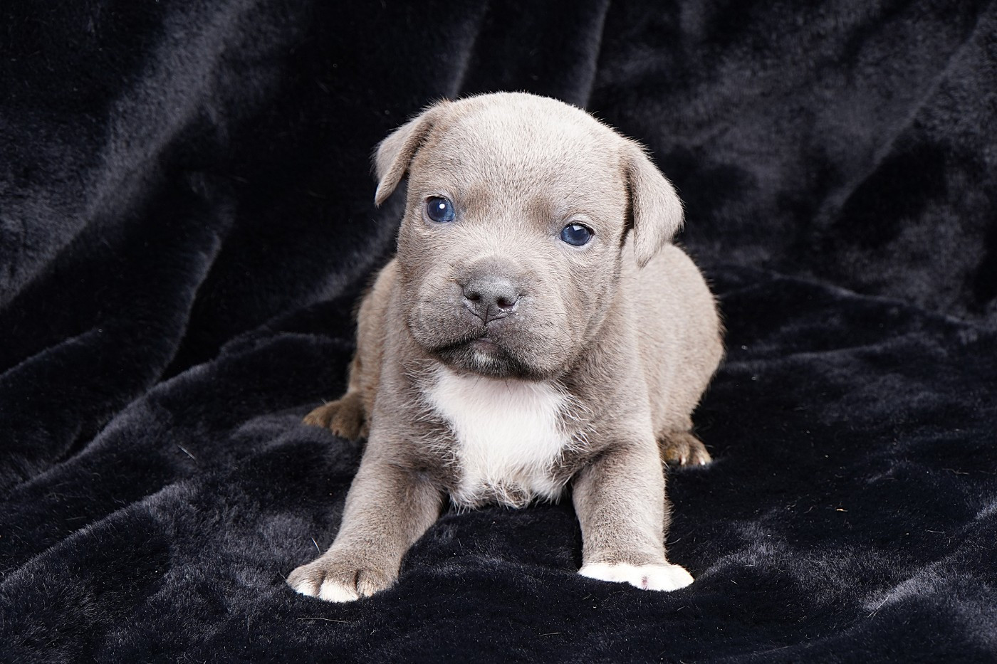 Forgiveness American Dog - Chiots disponibles - Staffordshire Bull Terrier