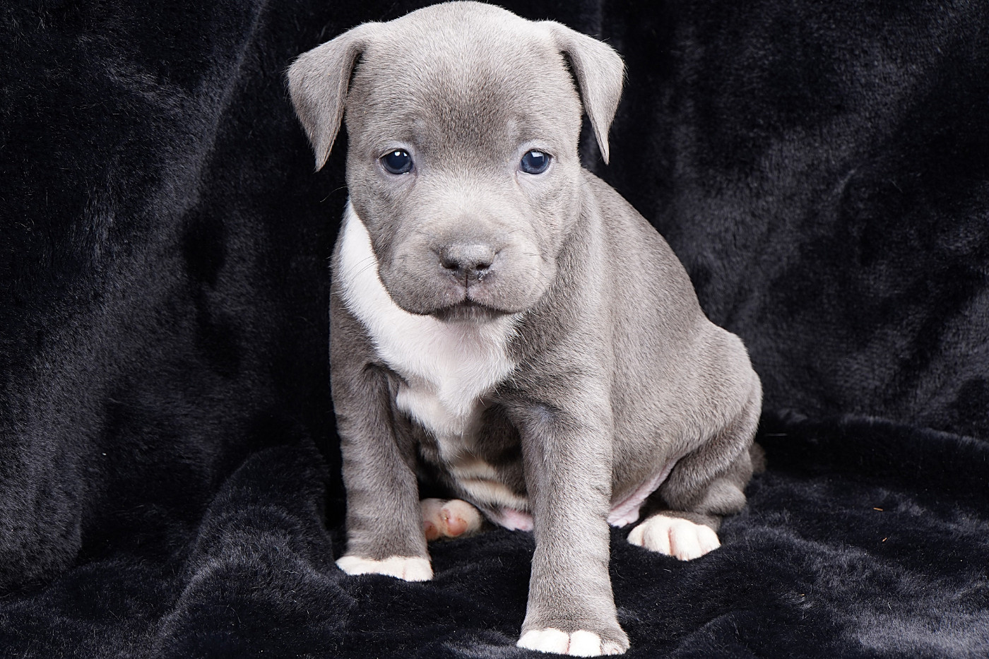 Forgiveness American Dog - Chiots disponibles - Staffordshire Bull Terrier