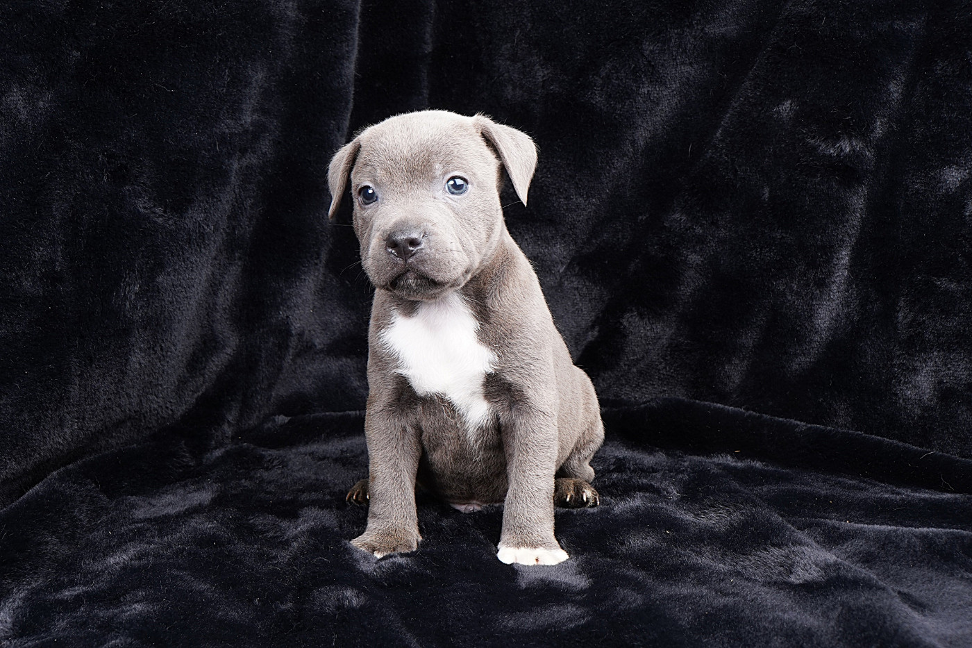 Forgiveness American Dog - Chiots disponibles - Staffordshire Bull Terrier
