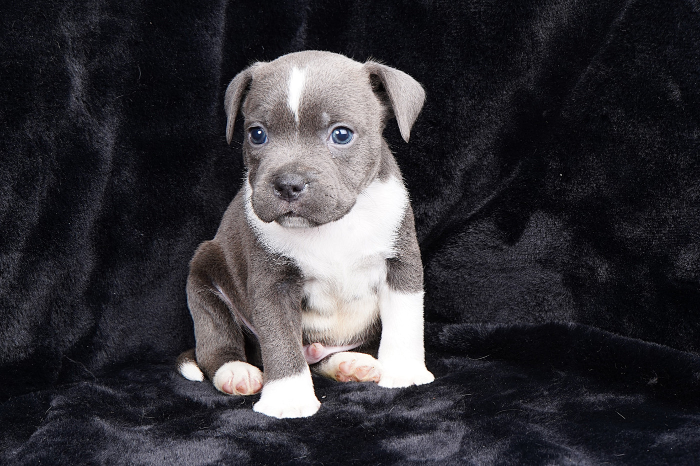 Forgiveness American Dog - Chiots disponibles - Staffordshire Bull Terrier