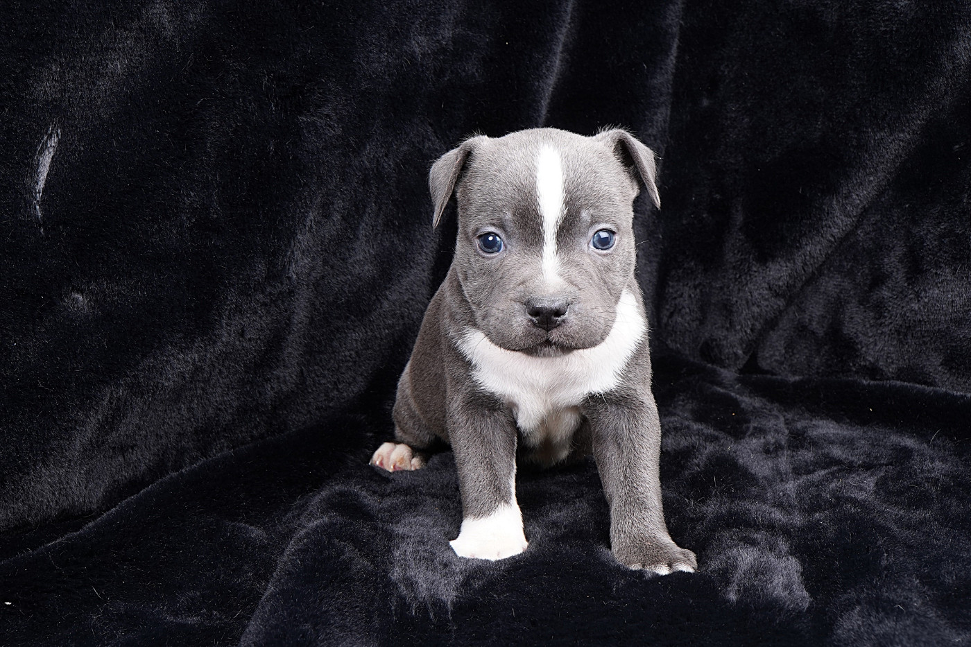Forgiveness American Dog - Chiots disponibles - Staffordshire Bull Terrier