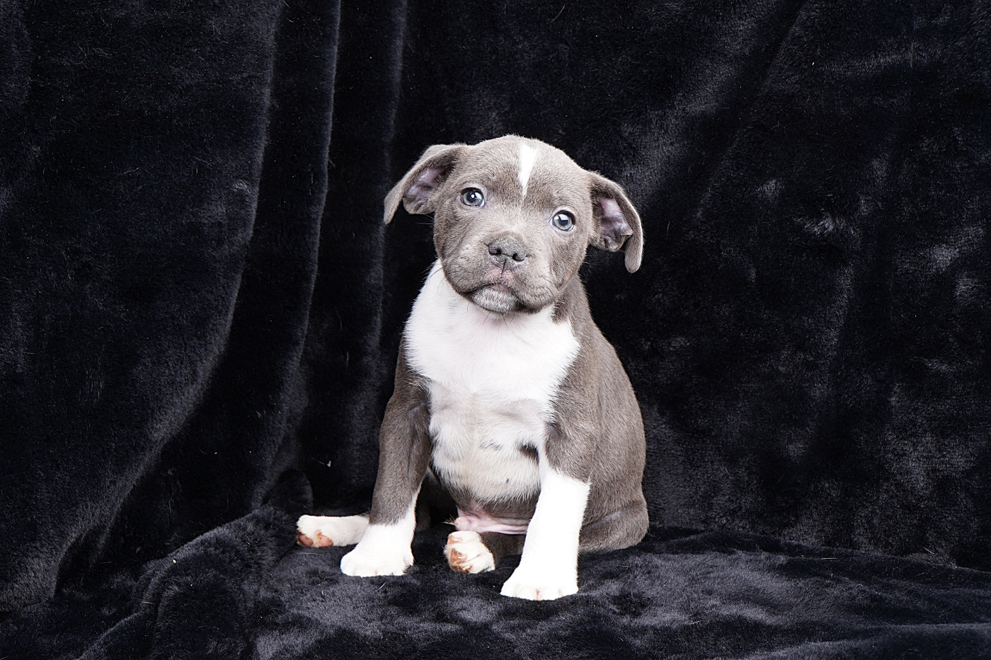 Forgiveness American Dog - Chiots disponibles - Staffordshire Bull Terrier
