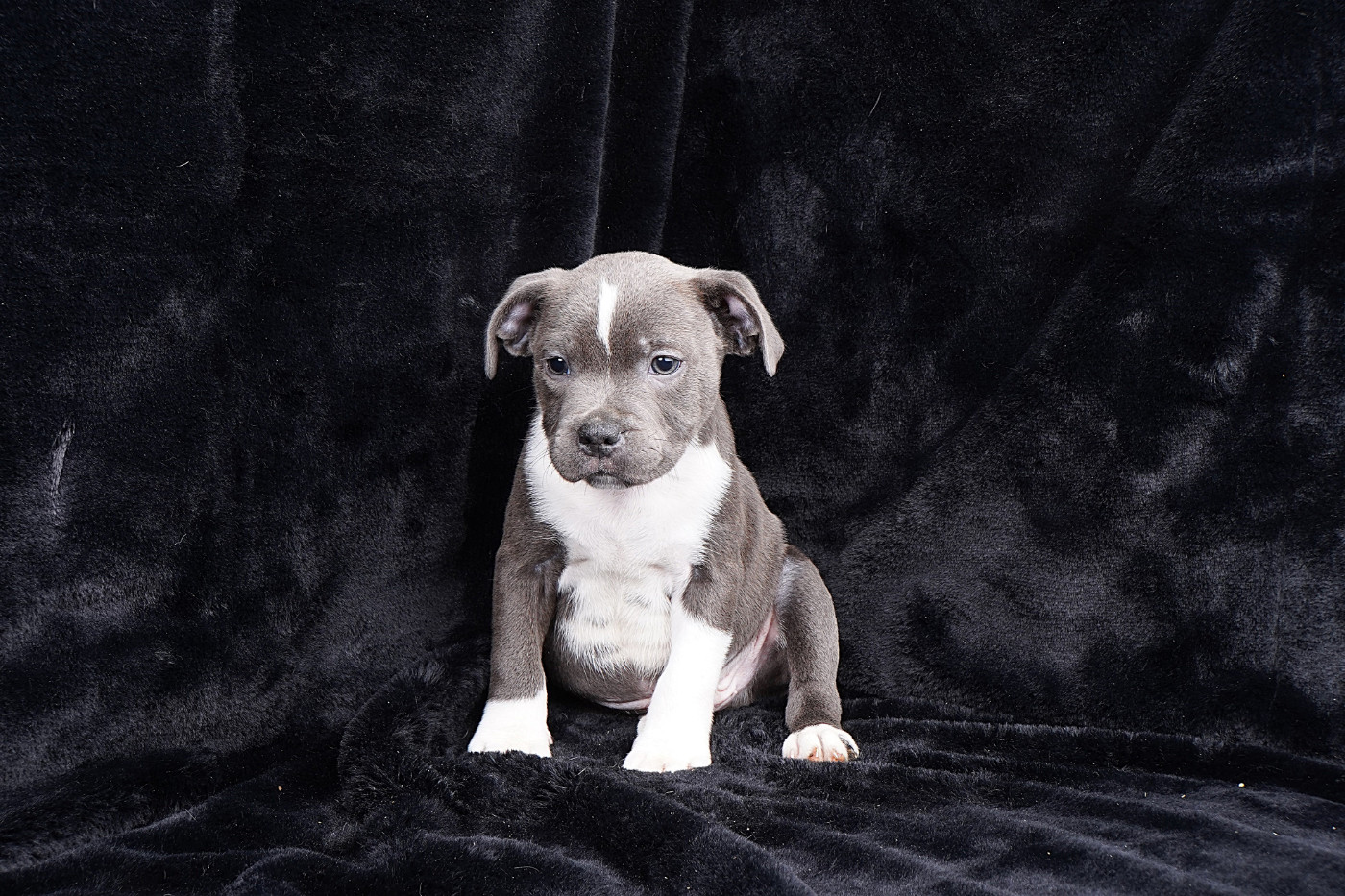 Forgiveness American Dog - Chiots disponibles - Staffordshire Bull Terrier