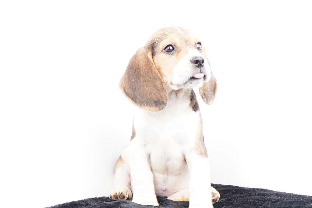 Forgiveness American Dog - Chiots disponibles - Beagle