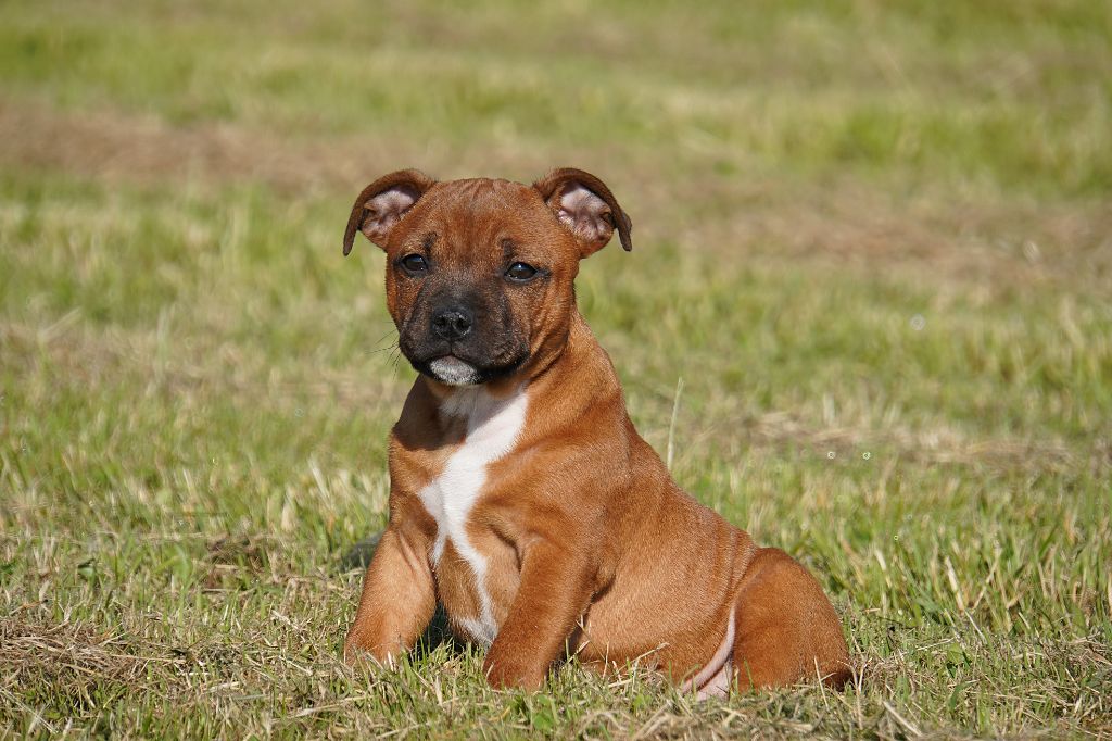 Forgiveness American Dog - Staffordshire Bull Terrier - Portée née le 05/03/2025