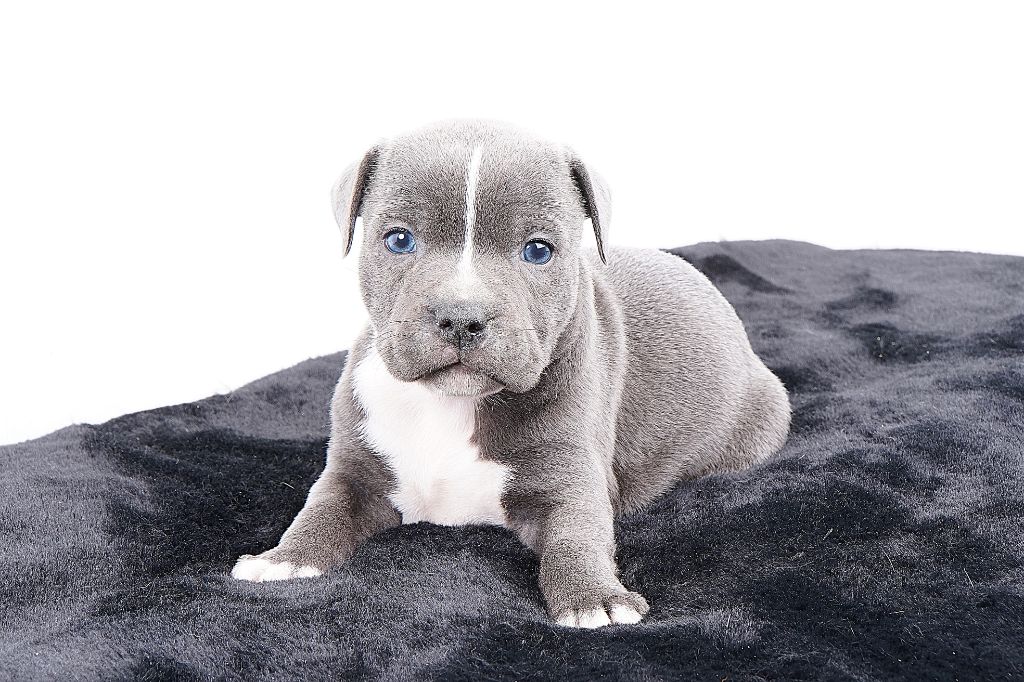 Forgiveness American Dog - Chiots disponibles - Staffordshire Bull Terrier