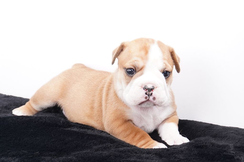 Forgiveness American Dog - Chiots disponibles - Bulldog continental