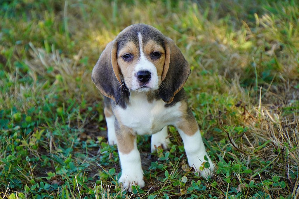 Forgiveness American Dog - Chiots disponibles - Beagle