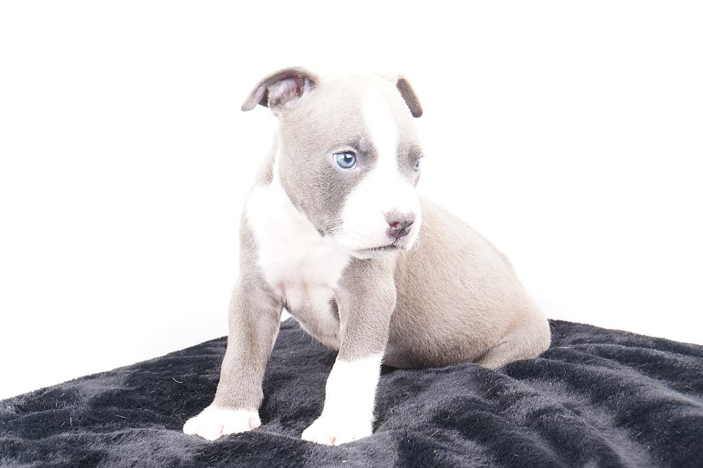 Forgiveness American Dog - Chiots disponibles - American Staffordshire Terrier
