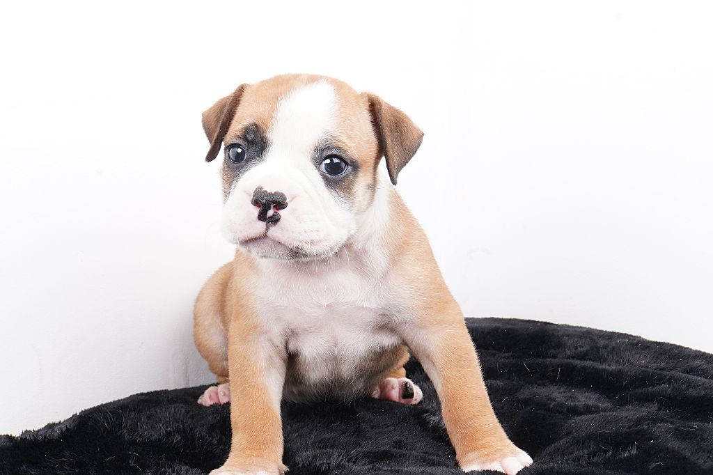 Forgiveness American Dog - Chiots disponibles - Bulldog continental