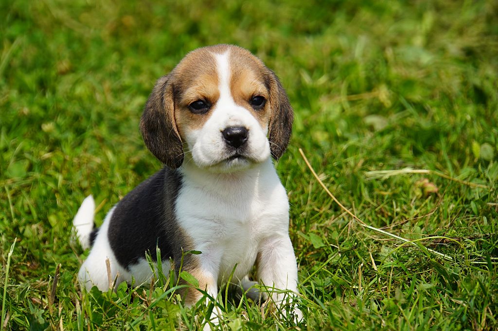 Forgiveness American Dog - Chiots disponibles - Beagle