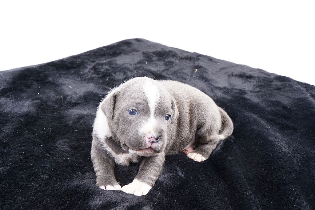 Chiot Staffordshire Bull Terrier Forgiveness American Dog