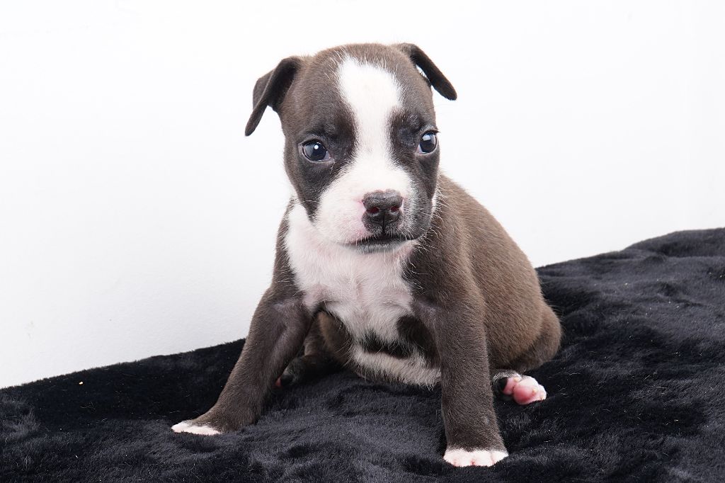 Chiot American Staffordshire Terrier Forgiveness American Dog