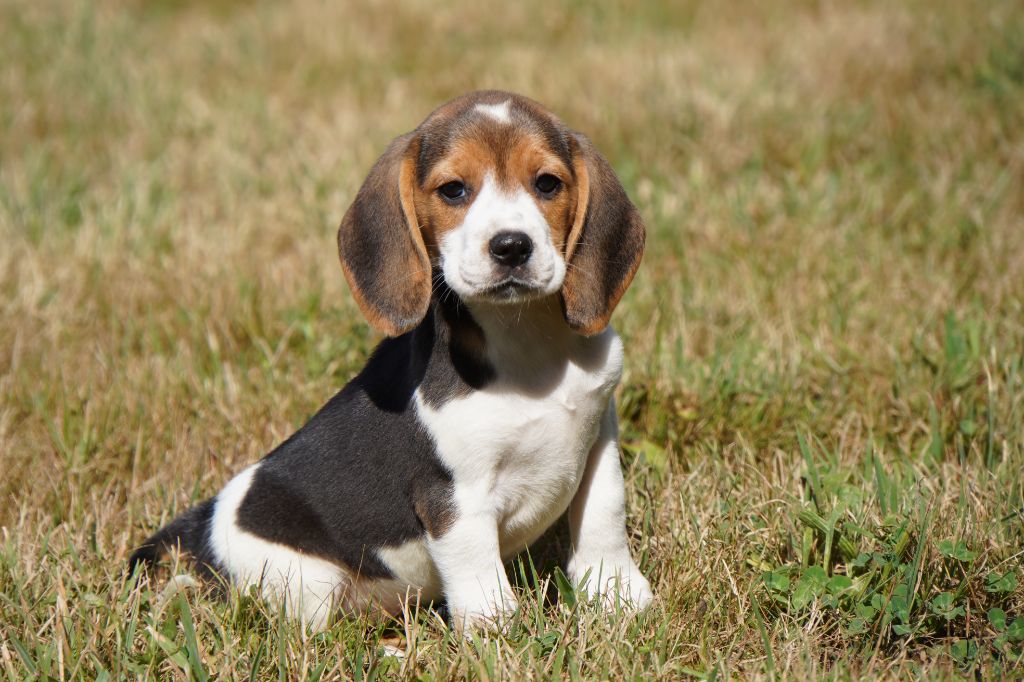 Forgiveness American Dog - Chiots disponibles - Beagle