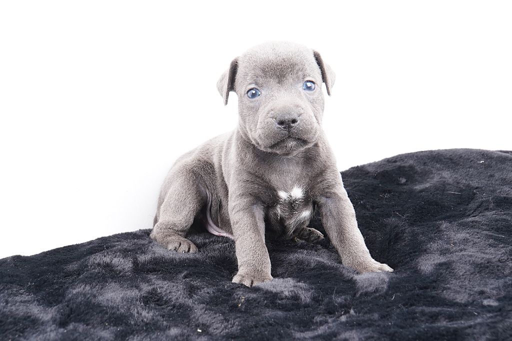 Forgiveness American Dog - Chiots disponibles - Staffordshire Bull Terrier