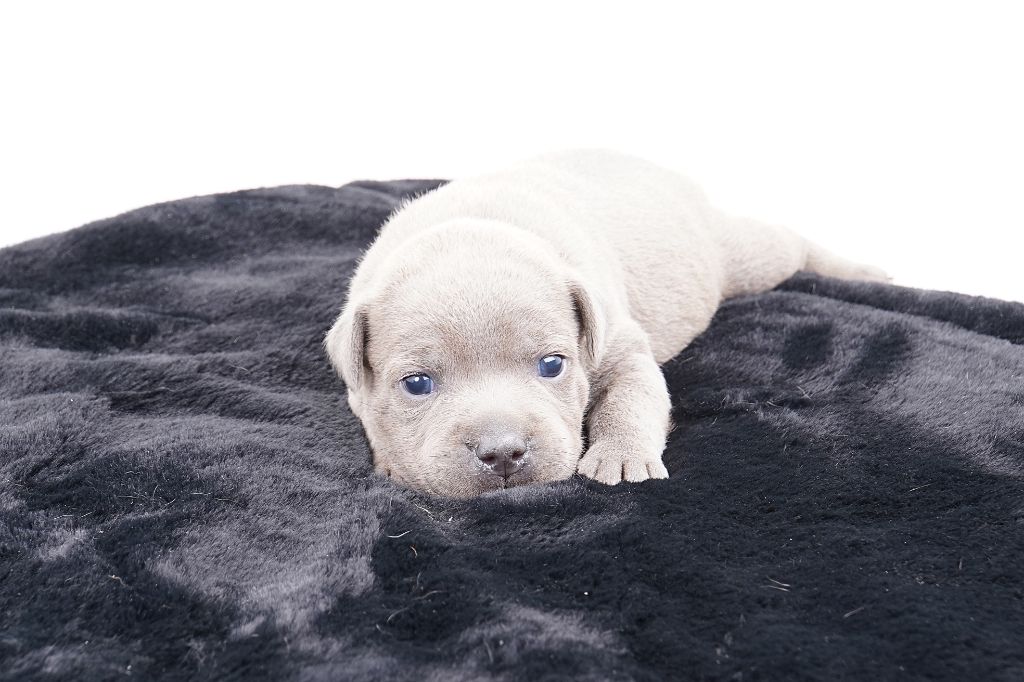 Forgiveness American Dog - Chiots disponibles - Staffordshire Bull Terrier