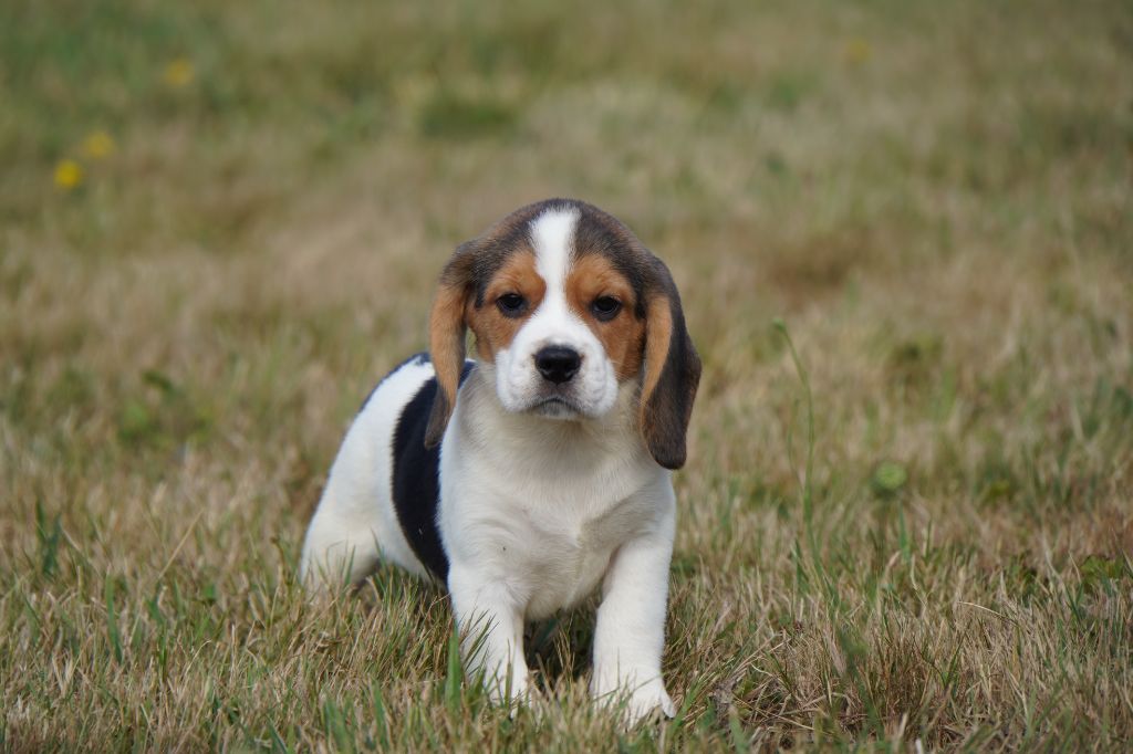Chiot Beagle Forgiveness American Dog