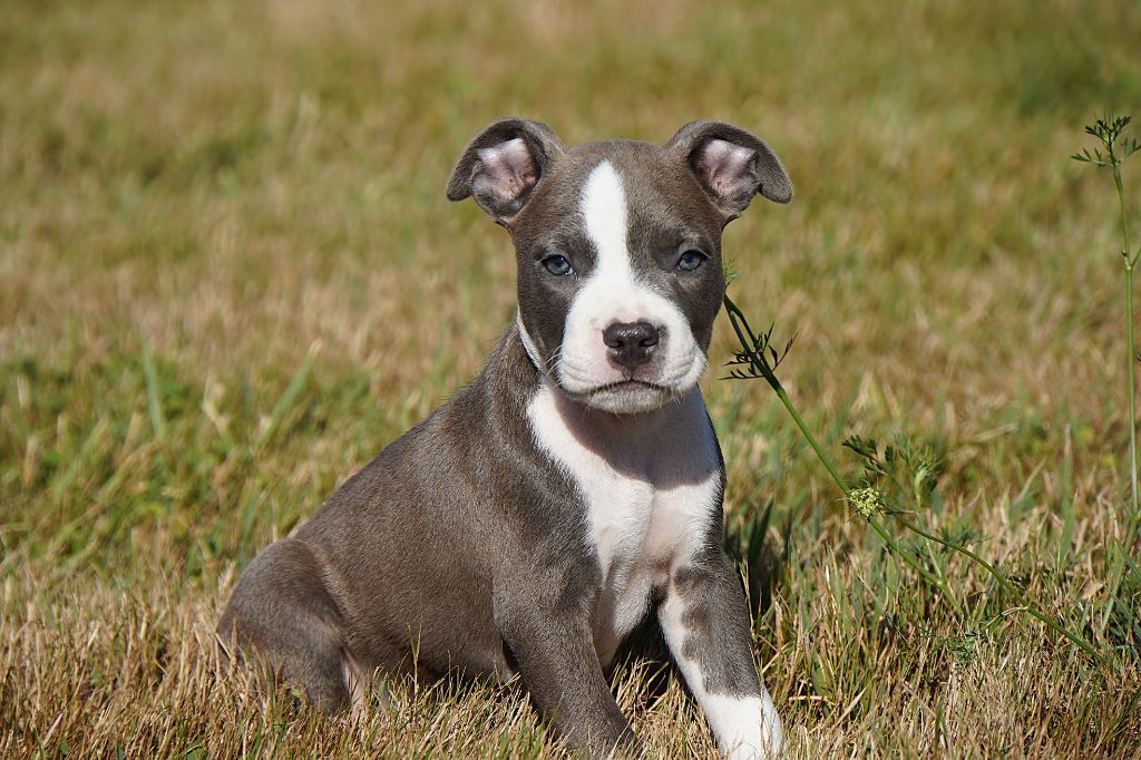 Forgiveness American Dog - Chiots disponibles - American Staffordshire Terrier