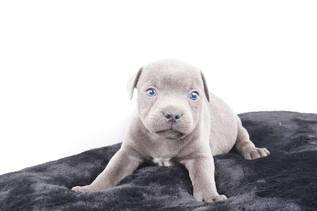 Forgiveness American Dog - Chiots disponibles - Staffordshire Bull Terrier