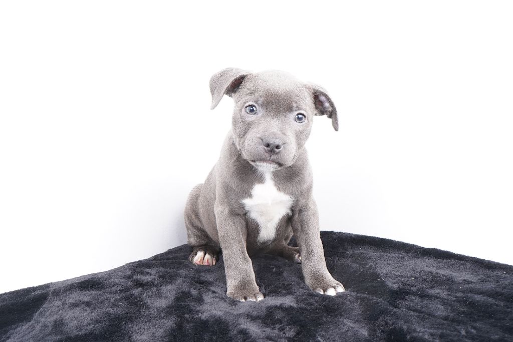 Forgiveness American Dog - Chiots disponibles - Staffordshire Bull Terrier